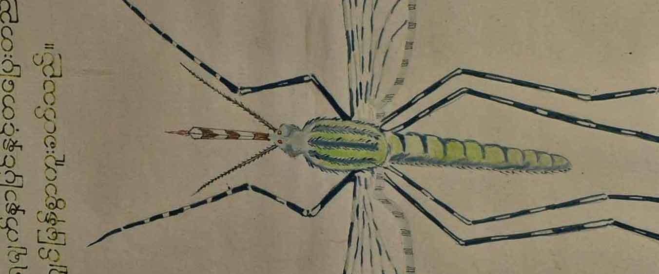 Female Anopheles mosquito, which can transmit malaria through its bite.  Photo: UNOPS